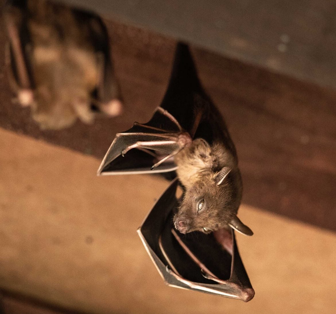 Wildlife-Bats in Fort Wayne
